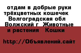 отдам в добрые руки трёхцветных кошечек  - Волгоградская обл., Волжский г. Животные и растения » Кошки   